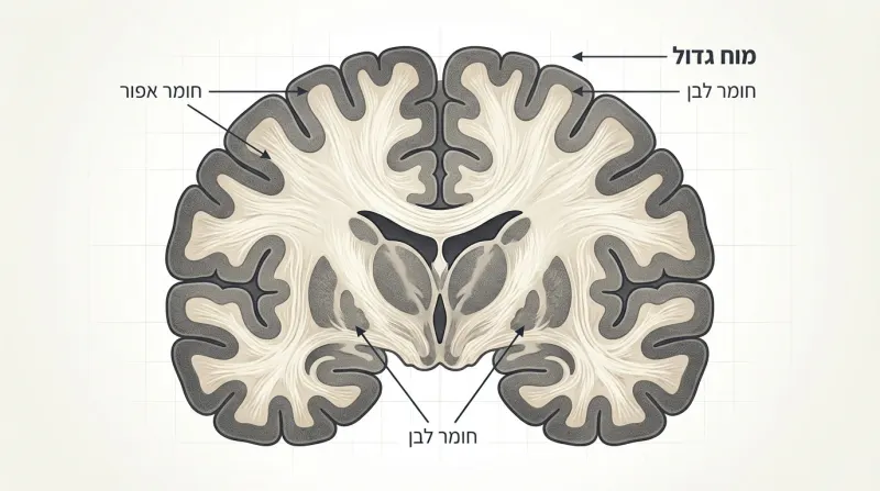 איור של חתך קורונלי במוח האדם, המציג את המוח הגדול, החומר האפור והחומר הלבן עם כיתובים בעברית.
