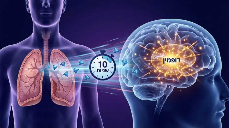 איור רפואי המדגים את ההשפעה המהירה של סמים בשאיפה על שחרור דופמין במוח, תוך 10 שניות בלבד.